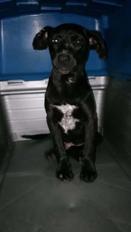 Cachorro ra a srd idade 2 a 6 meses nome Vitório