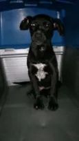 Vitório