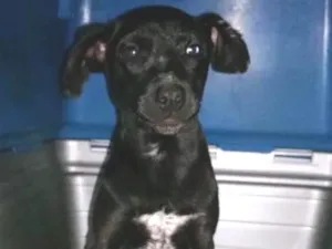 Cachorro raça srd idade 2 a 6 meses nome Vitório