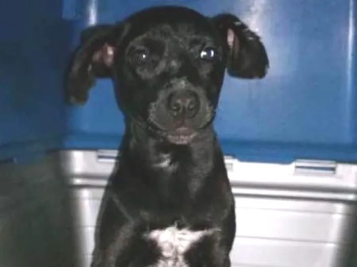 Cachorro ra a srd idade 2 a 6 meses nome Vitório