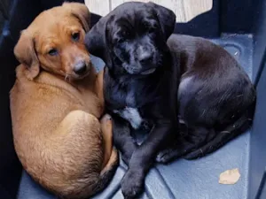 Cachorro raça Nenhuma  idade Abaixo de 2 meses nome Dom  e Moinhos