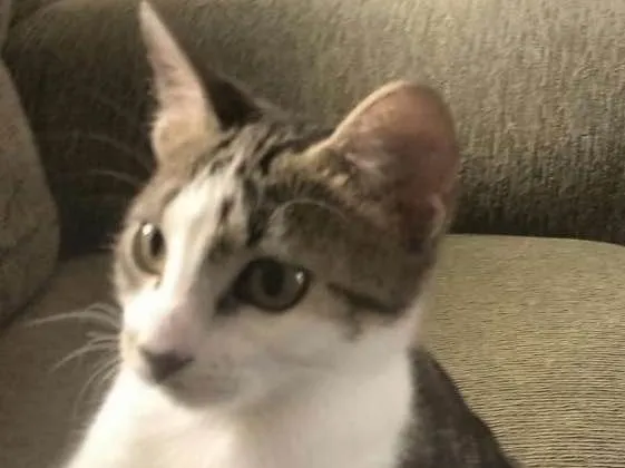 Gato ra a Indeterminada idade 2 a 6 meses nome Willow