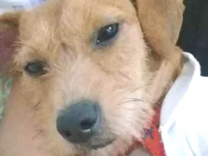 Cachorro raça vira lata  idade 1 ano nome lilica 