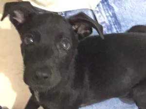 Cachorro raça Vira lata  idade 2 a 6 meses nome Nazus