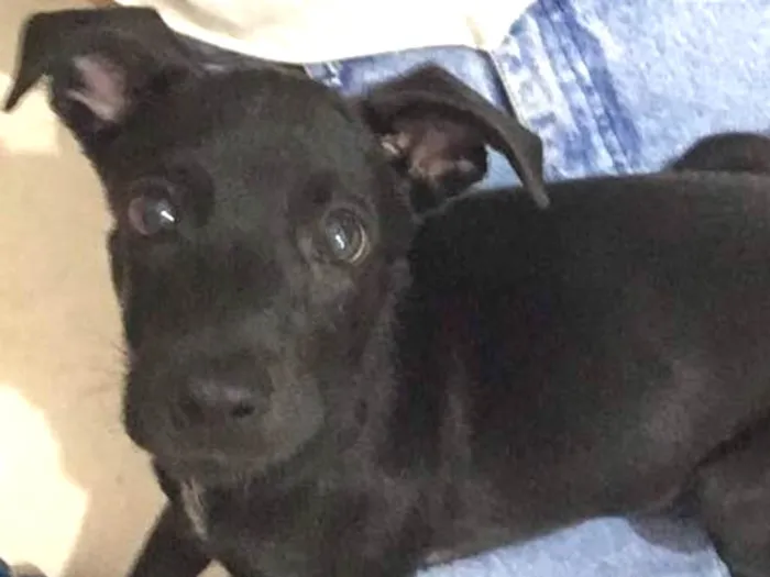 Cachorro ra a Vira lata  idade 2 a 6 meses nome Nazus