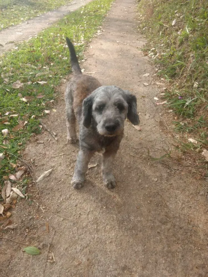 Cachorro ra a SRD idade 6 ou mais anos nome Benne