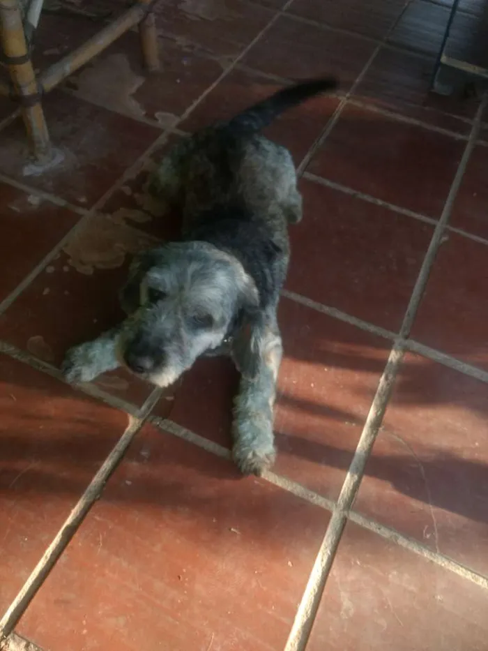 Cachorro ra a SRD idade 6 ou mais anos nome Benne