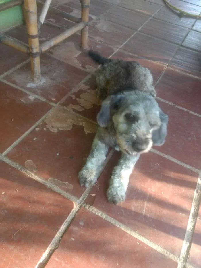 Cachorro ra a SRD idade 6 ou mais anos nome Benne