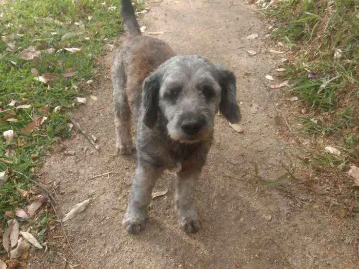 Cachorro ra a SRD idade 6 ou mais anos nome Benne