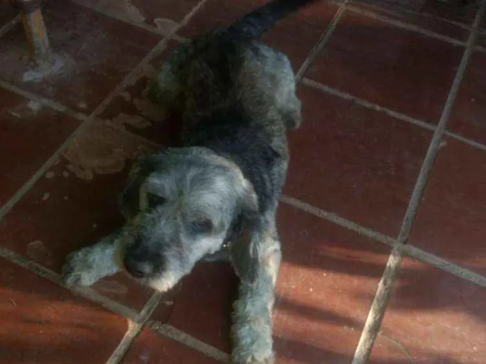 Cachorro ra a SRD idade 6 ou mais anos nome Benne