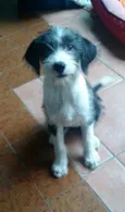 Catarina