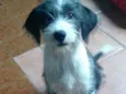 Catarina