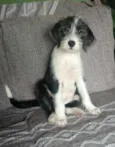 Catarina