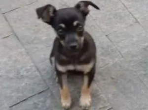Cachorro raça Vira lata  idade Abaixo de 2 meses nome Não tem 