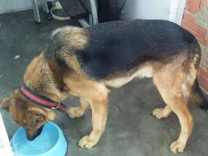 Cachorro ra a Pastor Alemão idade 4 anos nome Romeu