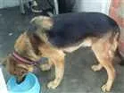 Cachorro raça Pastor Alemão idade 4 anos nome Romeu