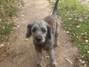 Cachorro raça SRD idade 6 ou mais anos nome Benne
