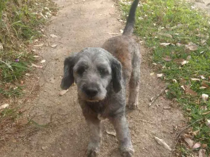 Cachorro ra a SRD idade 6 ou mais anos nome Benne