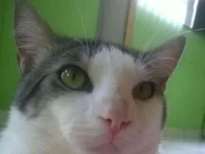 Gato raça RSD idade 3 anos nome Tom