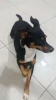 Pretinha