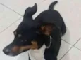 Pretinha