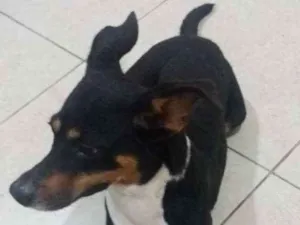 Cachorro raça Vira lata  idade 1 ano nome Pretinha