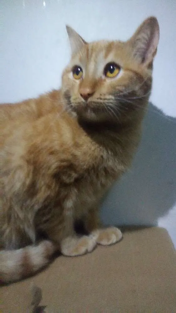 Gato ra a  idade 7 a 11 meses nome Davi