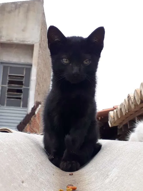 Gato ra a SRD idade 2 a 6 meses nome Pelezinho