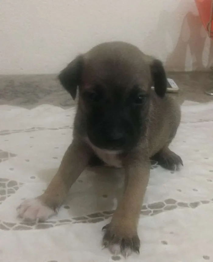 Cachorro raça  idade Abaixo de 2 meses nome Ainda estão sem nome