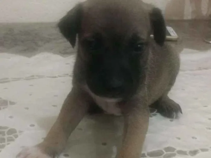 Cachorro raça  idade Abaixo de 2 meses nome Ainda estão sem nome
