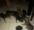 Ainda estão sem nome