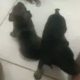 Ainda estão sem nome