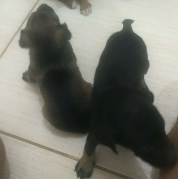 Cachorro raça  idade Abaixo de 2 meses nome Ainda estão sem nome