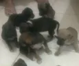 Ainda estão sem nome