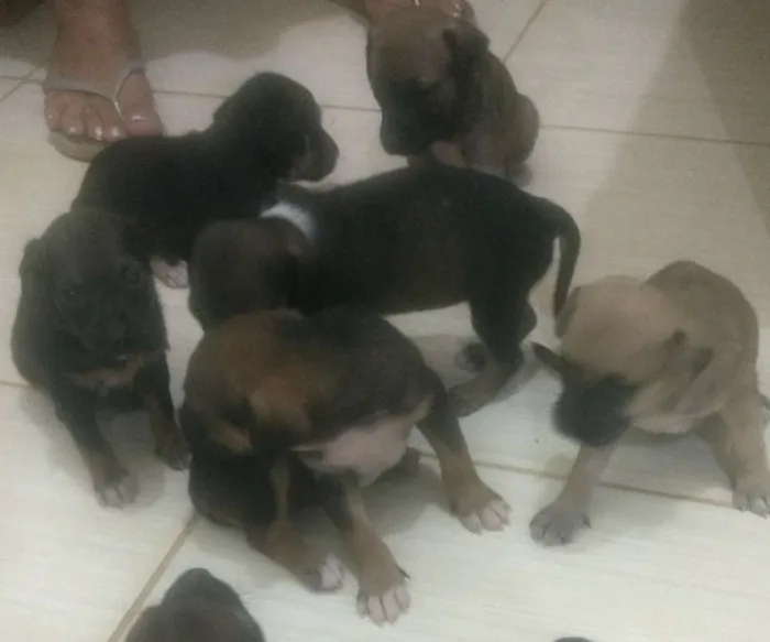 Cachorro raça  idade Abaixo de 2 meses nome Ainda estão sem nome