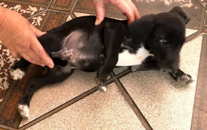 Cachorro ra a SRD idade 2 a 6 meses nome Valente