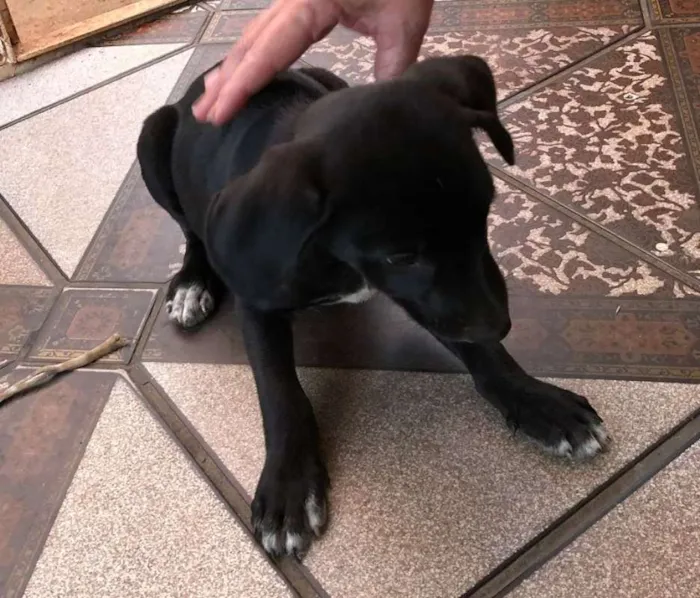 Cachorro ra a SRD idade 2 a 6 meses nome Valente