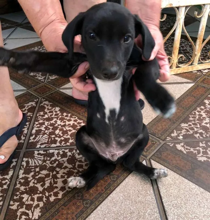 Cachorro ra a SRD idade 2 a 6 meses nome Valente