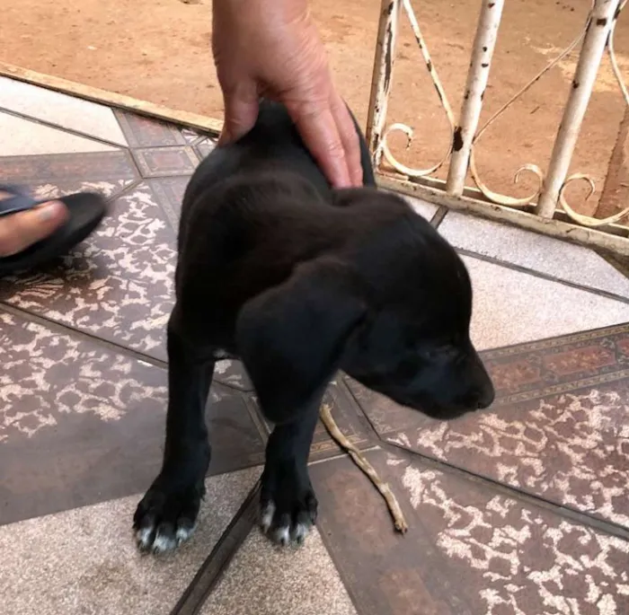 Cachorro ra a SRD idade 2 a 6 meses nome Valente