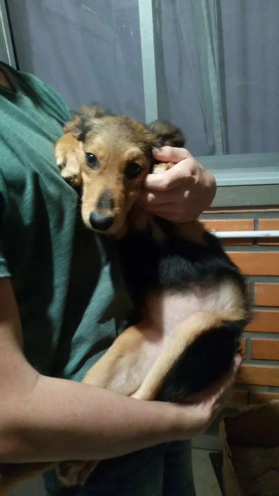 Cachorro ra a indefinida idade 7 a 11 meses nome sem nome definido