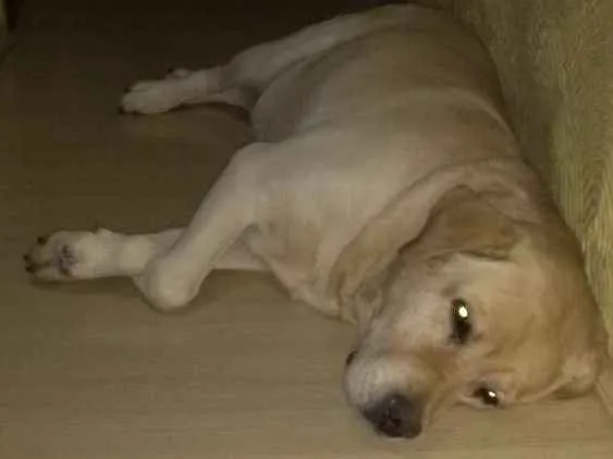 Cachorro ra a Labrador idade 6 ou mais anos nome Pampy