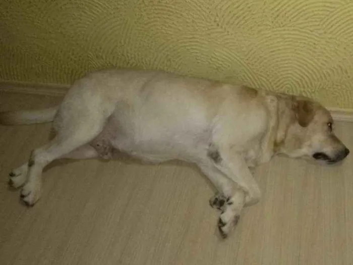 Cachorro ra a Labrador idade 6 ou mais anos nome Pampy