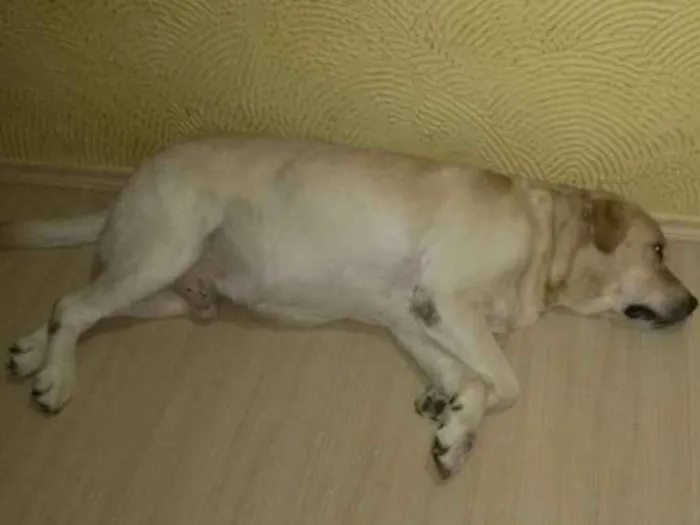 Cachorro ra a Labrador idade 6 ou mais anos nome Pampy