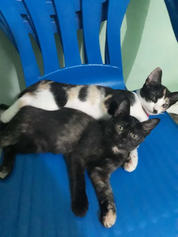 Gato ra a Misturada idade 2 a 6 meses nome Pintada, nina 
