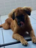Amora