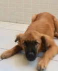 Amora