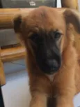 Amora