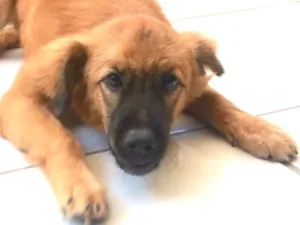 Cachorro raça Sem raça definida  idade 7 a 11 meses nome Amora