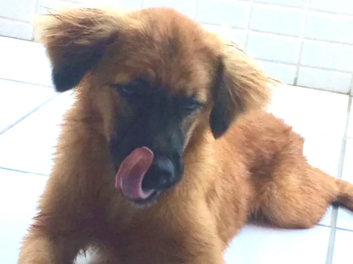 Cachorro raça Sem raça definida  idade 7 a 11 meses nome Amora