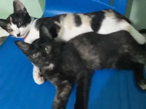 Gato raça Misturada idade 2 a 6 meses nome Pintada, nina 